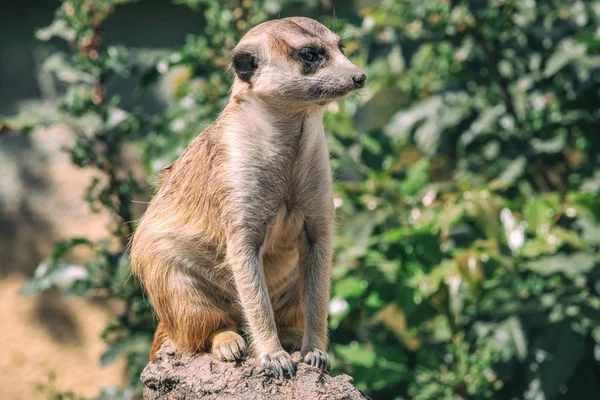 Lindo retrato de suricata con hojas verdes borrosas en el fondo —  Fotos de Stock