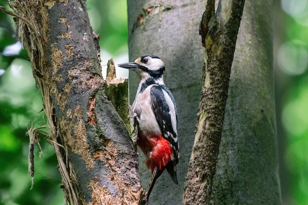 Great spotted woodpecker perching on the perforated bark — Stock Photo, Image