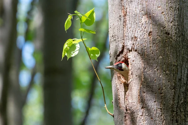 European green woodpecker looking out of the nest hole on linden trunk Royalty Free Stock Images