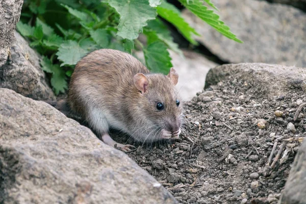 Brown rat sitting on a stones with green nettle in background Stock Image