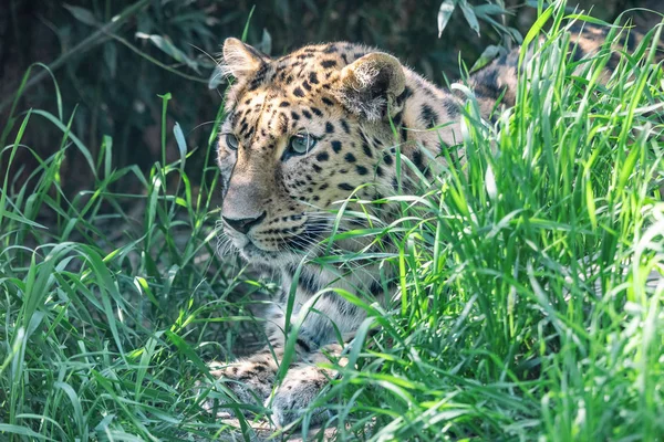 Amur leopard lying in ambush among green grass Royalty Free Stock Photos