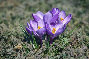 Grup mor bahar crocus ardıç ile büyüyen