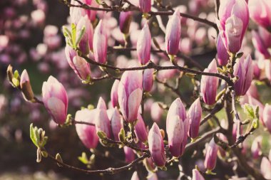 Uçan daire Manolya Pembe çiçek tomurcukları ile şube