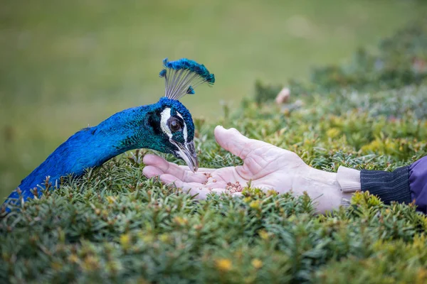 Hand feeding male blue peafowl Stock Picture