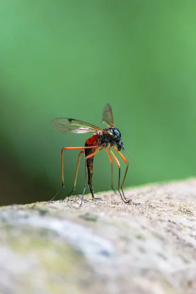 Giant Sabre Comb Horn Cranefly colocar ovos em madeira de árvore morta — Fotografia de Stock