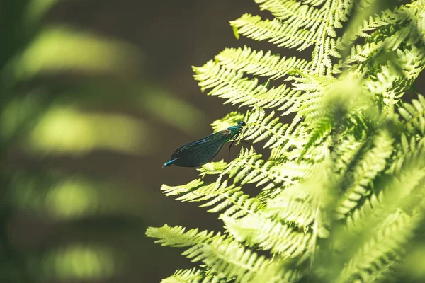 Красивая демуазель Дамсельфляй на зеленом листе папоротника — стоковое фото