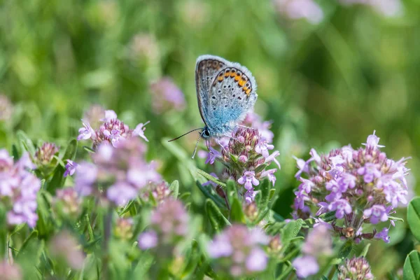 Blue butterfly collects nectar on purple thyme flowers Stock Photo