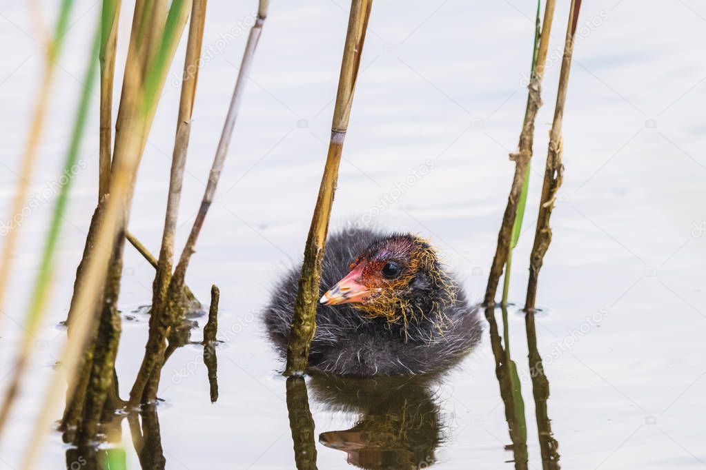 Black fluffy eurasian coot chicken swims among reeds