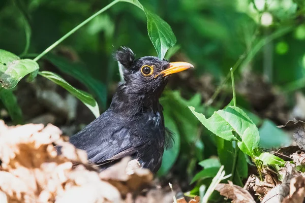 Ritratto del merlo spianato nella foresta estiva — Foto Stock