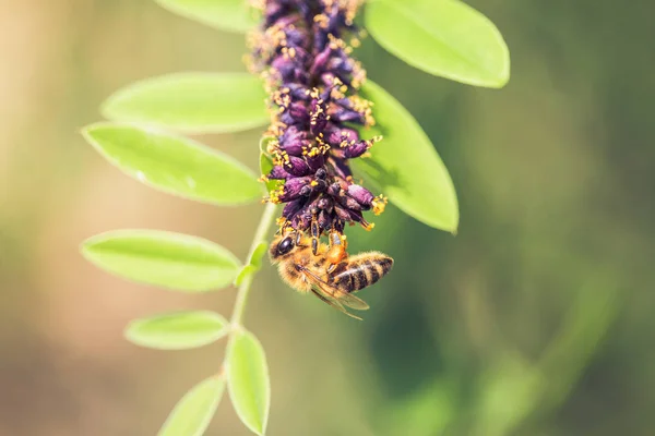 Pszczoła z załadowanym kosze pyłku na purpurowy kwiatostan kwitnącej pustyni fałszywy indygo — Zdjęcie stockowe