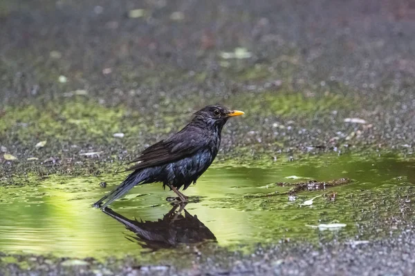 Comune merlo che si bagna nella pozzanghera dopo la pioggia estiva — Foto Stock