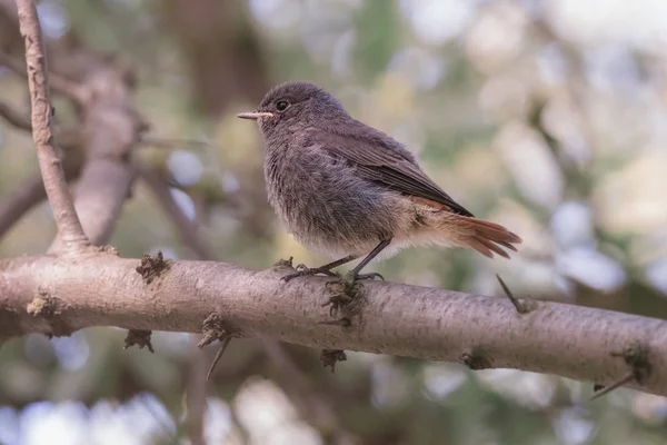 Liten fluffigt svart rödstjärt chick med kort orange svans — Stockfoto