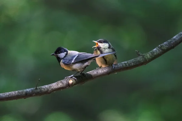 Affamato grande tit pulcino accattonaggio per il cibo da uccello adulto — Foto Stock