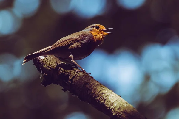Europeo robin cantando en el bosque de la tarde — Foto de Stock