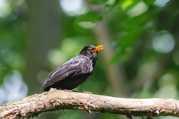 Singing common blackbird with open yellow beak Stock Picture