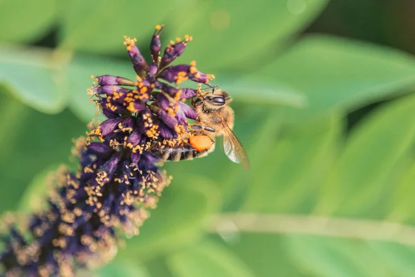Bee with full pollen baskets on hind legs collects nectar on purple indigobush flowers Stock Image