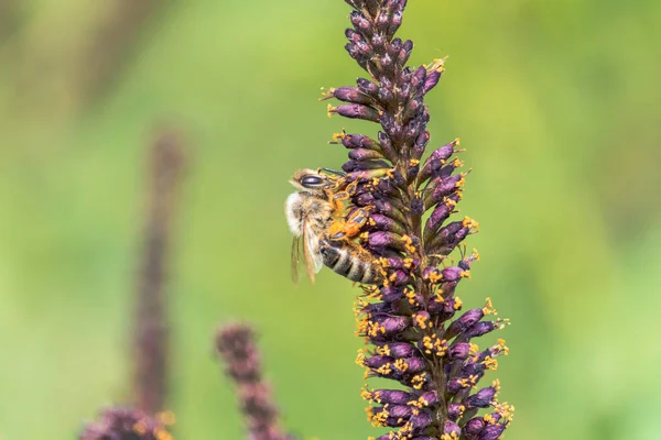 Bee collects nectar on purple inflorescence of indigobush close-up Royalty Free Stock Images