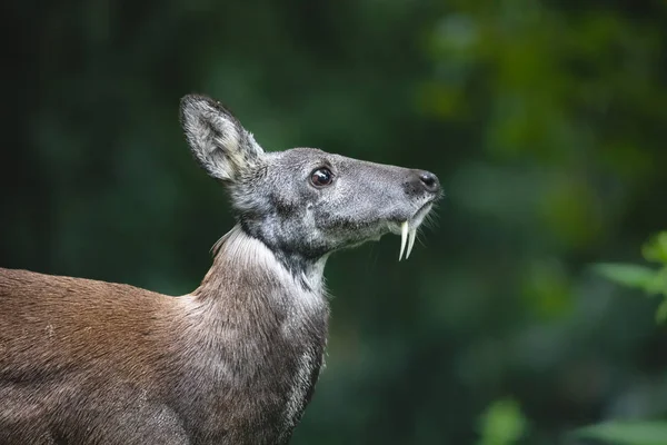 Siberian musk deer with long fangs Stock Picture