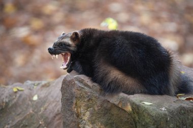 Yawning wolverine lying on the stone in autumn forest clipart
