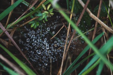 Yeşil çimlerin üzerine çiy damlaları düşüyor.