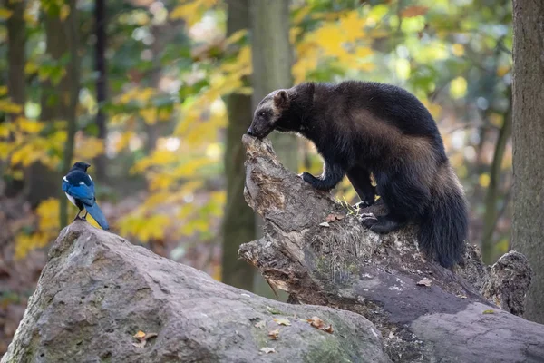 Eurasian magpie teasing wolverine in autumn forest — Stock Photo, Image