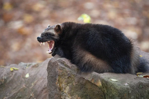 Yawning wolverine lying on the stone in autumn forest Stock Photo