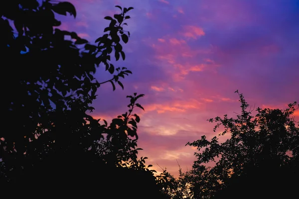 Silhouette Della Foresta Nel Cielo Notturno — Foto Stock
