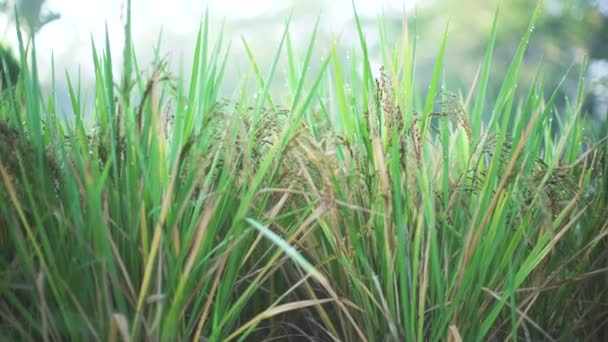 Grama Verde Alta Início Manhã Orvalho Terraços Arroz Amanhecer Bali — Vídeo de Stock