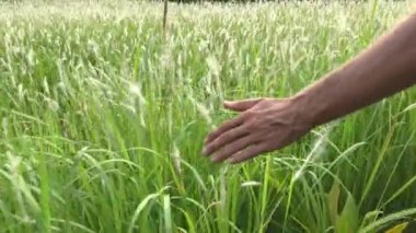 Bir adam alanında bir el çimenlerin üzerinde tutar, kamera adam yakından takip ediyor