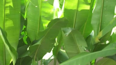 Duvar yeşil bitkiler ve yaprakları