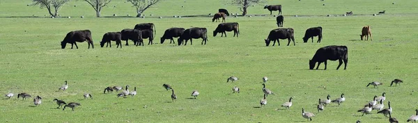 Herd Cows Gaggle Canadian Geese Branta Canadensis Pastando Bicando Juntos — Fotografia de Stock
