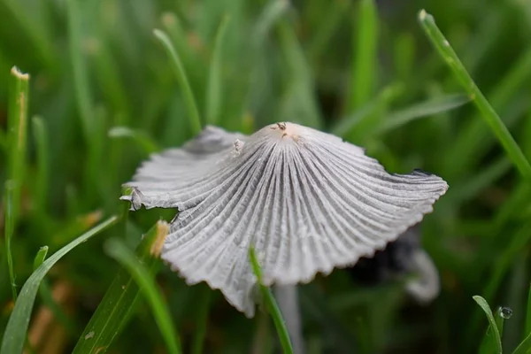 Incredible Close-up of Mushrooms Growing In Yard. Wild Ink Cap Mushrooms in grass in Utah, USA.