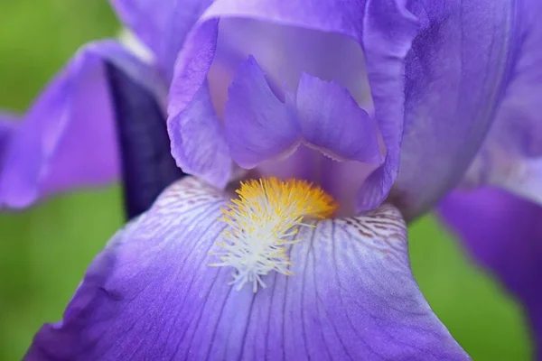 Szczegół Obrazu Streszczenie Kwiatu Irys Fioletowy Irideae Ogrodzie Domek Wiosenne — Zdjęcie stockowe
