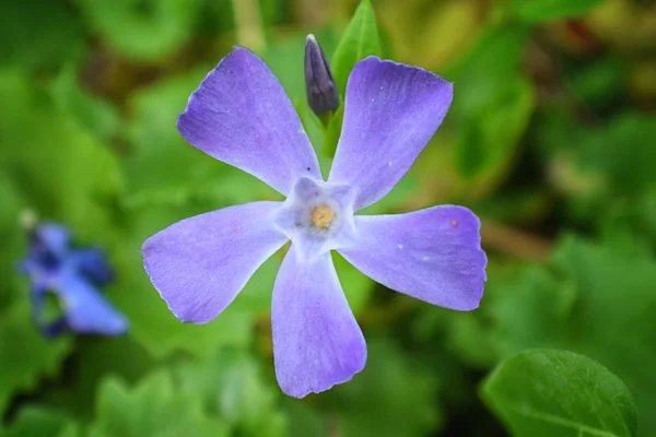 Wspólne Barwinka Vinca Apocynaceae Drobne Pojedynczy Kwiat Bud Tle Zbliżenie — Zdjęcie stockowe