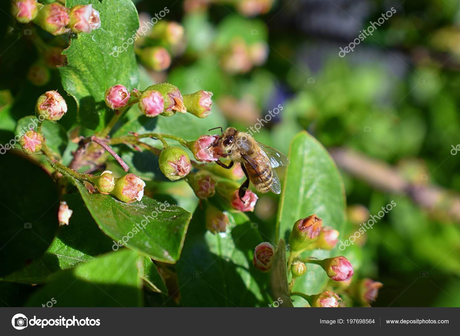 Honey Bee Macro Closeup View Collecting Nectar Pollen Cotoneaster