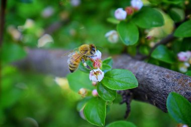 Arı, makro closeup görünümü, toplama nektar ve polen çiçekli bitkiler rose ailesi, Utah, ABD bir yazlık bahçesinde gülgiller familyasından bir dağ muşmulası çiçek çiçek üzerinde tatlım.