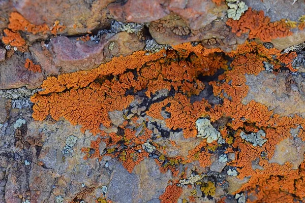 Multicolor Tipos Lichen Crustose Organismo Que Surge Algas Cianobacterias Hongos — Foto de Stock