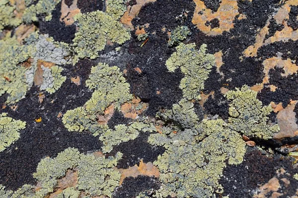 Multicolor Tipos Lichen Crustose Organismo Que Surge Algas Cianobacterias Hongos — Foto de Stock