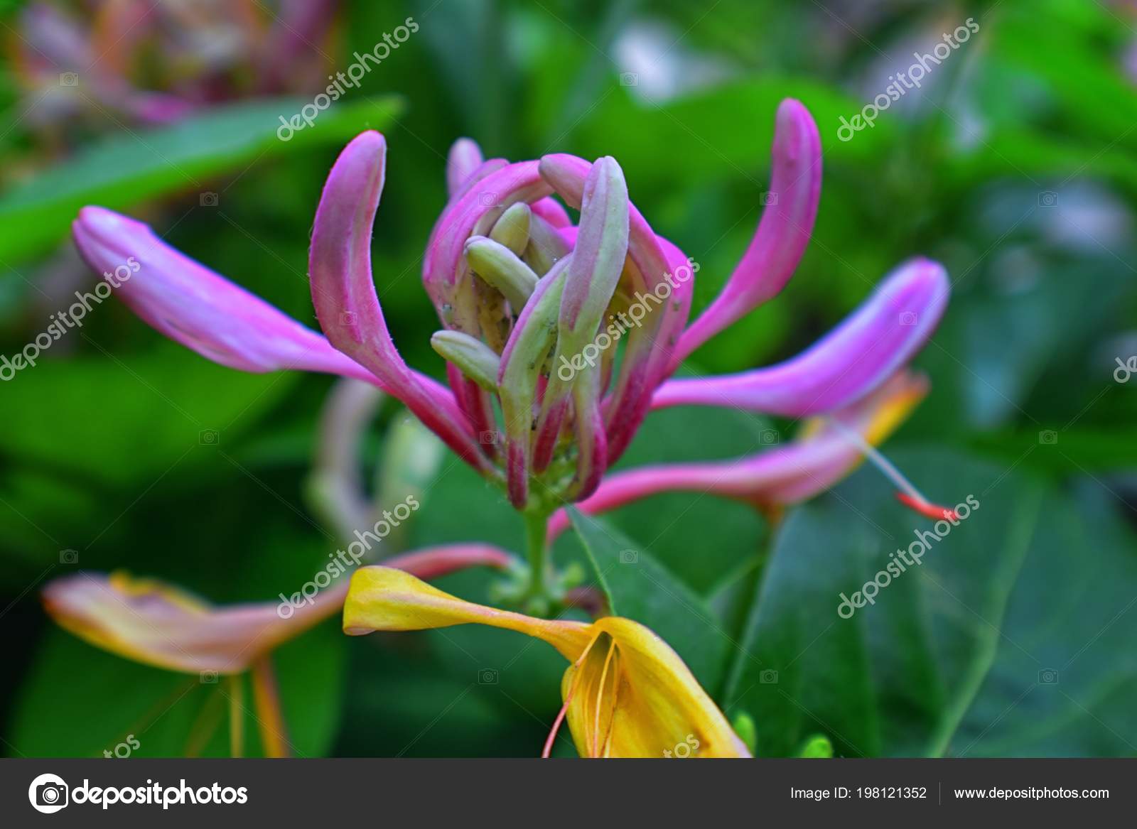Lonicera Caprifolium Macro View Goat Leaf Honeysuckle Italian Honeysuckle Perfoliate Stock Photo C Jeremyarnica Lonicera Caprifolium Macro View Goat Leaf Honeysuckle Italian Honeysuckle Perfoliate Stock Photo C Jeremyarnica