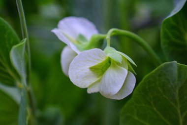 Utah, ABD sığ alan derinliği ve rüya gibi arka plan almak için özel lens ile fotoğraflandı beyaz tatlı bezelye (Lathyrus odoratus) çiçek çiçek.