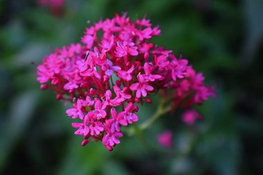 Centranthus ruber, makro görünümü olarak da adlandırılır kırmızı valerian, mahmuz valerian, öpücük-beni-hızlı, Fox'un fırçanın, şeytan onun süs çiçek yazlık Utah, ABD Bahçe yetiştirilen popüler bir bahçe bitki sakal ve Jüpiter'in sakal.