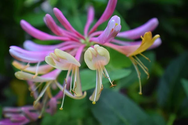 Lonicera Caprifolium 매크로 이탈리아 Perfoliate Maicii Domnului 유타에서 가까이 있습니다 — 스톡 사진