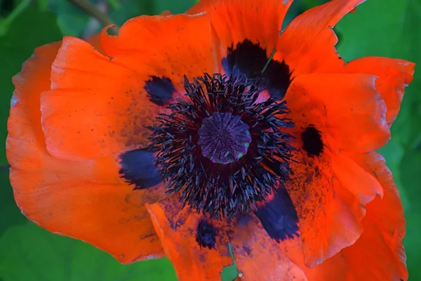 夏の畑に赤いケシ Rhoeas 赤いケシ 花のクローズ アップ ユタ州のコテージ ガーデンで自然のマクロ撮影 アメリカ — ストック写真