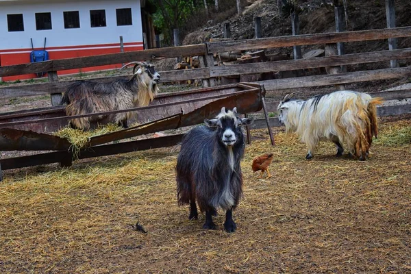 Cabras Estimação Pêlo Comprido Miniatura Com Chifres Fazenda Rural Por — Fotografia de Stock
