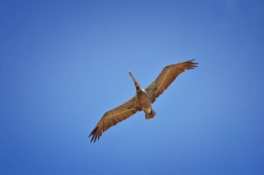 Pelikan kez fırkateyn veya çalışma platformları kuşlar Puerto Vallarta Meksika oluşumunda uçan uçuş.