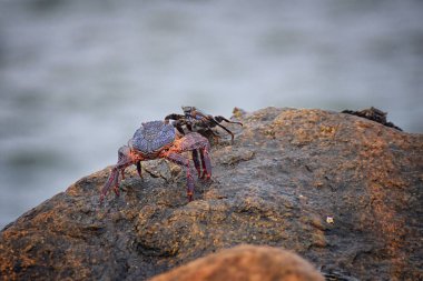 Sally Lightfoot yengeç veya red rock yengeç, bilimsel adı Grapsus grapsus Marina Puerto Vallarta, Meksika için buzlu. Görünümü kapatın.