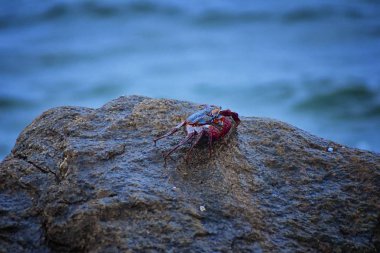 Sally Lightfoot yengeç veya red rock yengeç, bilimsel adı Grapsus grapsus Marina Puerto Vallarta, Meksika için buzlu. Görünümü kapatın.