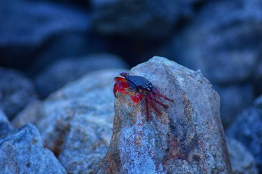 Sally Lightfoot yengeç veya red rock yengeç, bilimsel adı Grapsus grapsus Marina Puerto Vallarta, Meksika için buzlu. Görünümü kapatın.