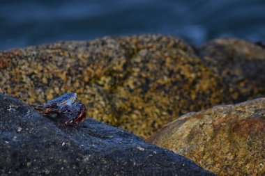 Sally Lightfoot yengeç veya red rock yengeç, bilimsel adı Grapsus grapsus Marina Puerto Vallarta, Meksika için buzlu. Görünümü kapatın.