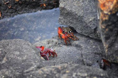 Sally Lightfoot yengeç veya red rock yengeç, bilimsel adı Grapsus grapsus Marina Puerto Vallarta, Meksika için buzlu. Görünümü kapatın.